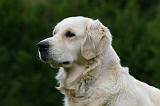 GOLDEN RETRIEVER 963